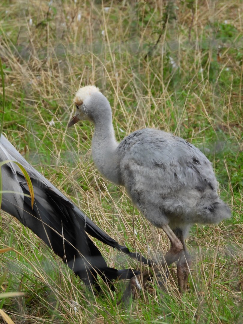 Blue Crane chick
