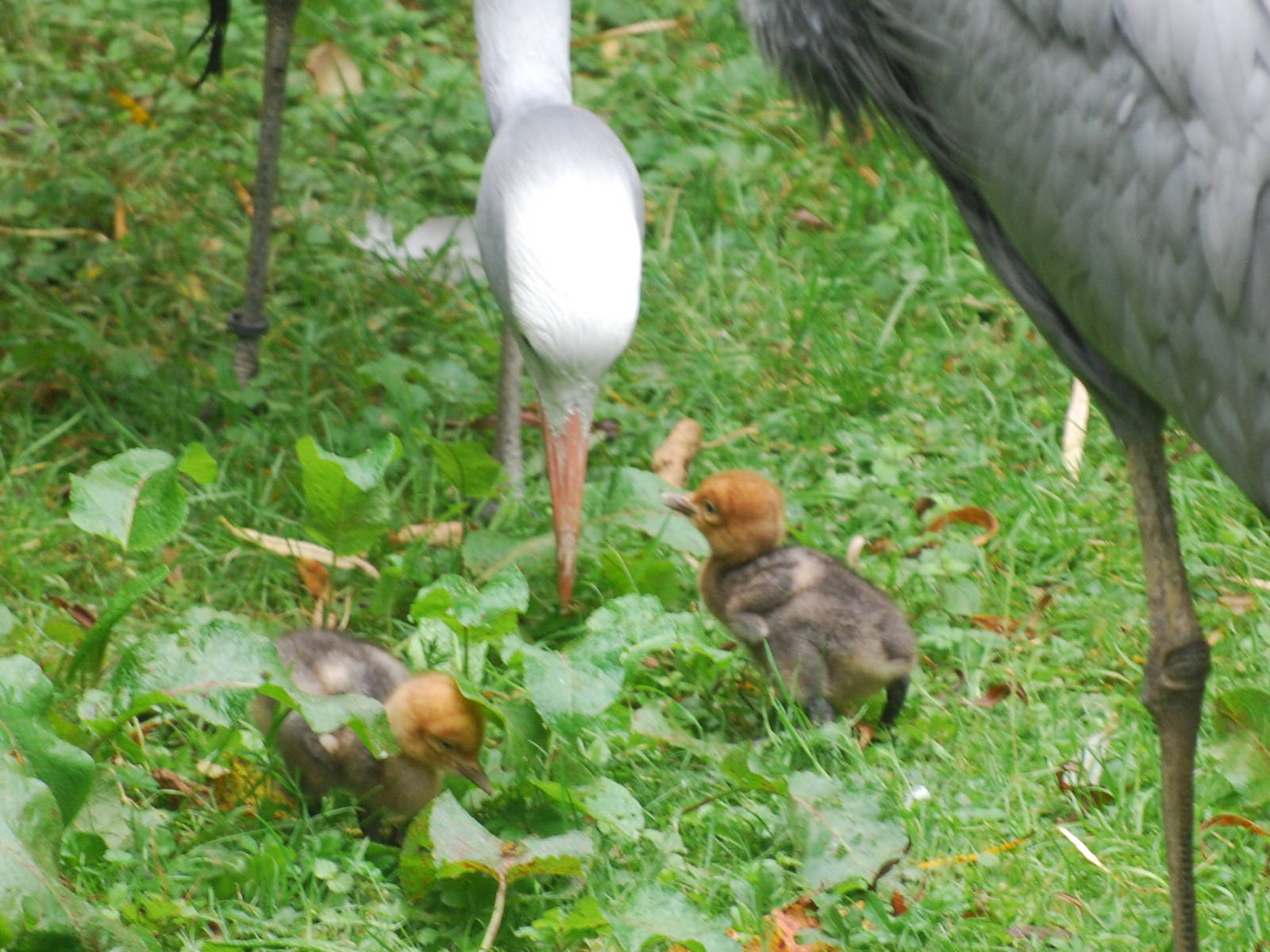 Blue crane chicks