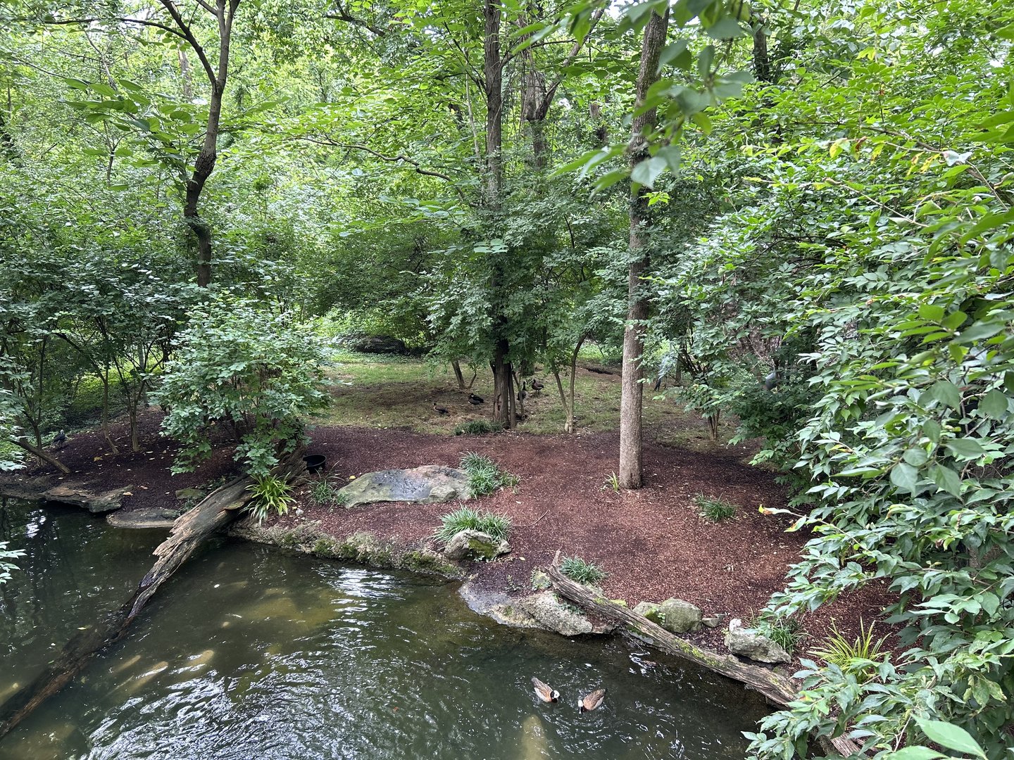 Blue Crane, Common Shelduck & White-faced Whistling Duck Exhibit