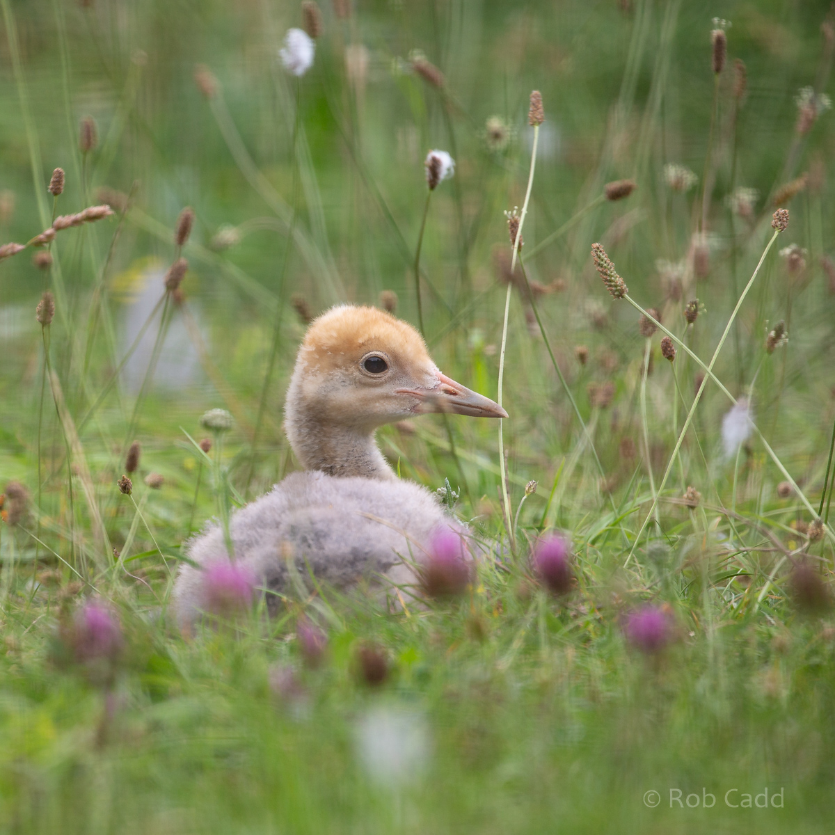 Blue crane : Cotswold WP : 05 Aug 2020
