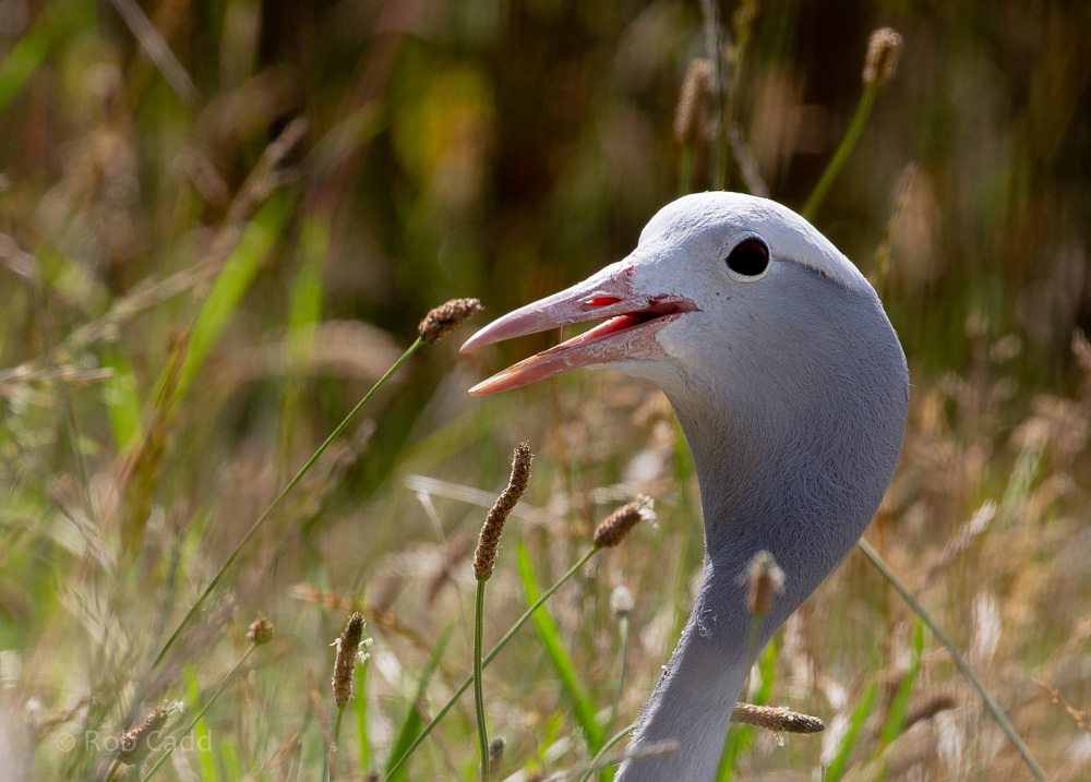 Blue crane : Cotswold WP : 12 Jul 2019