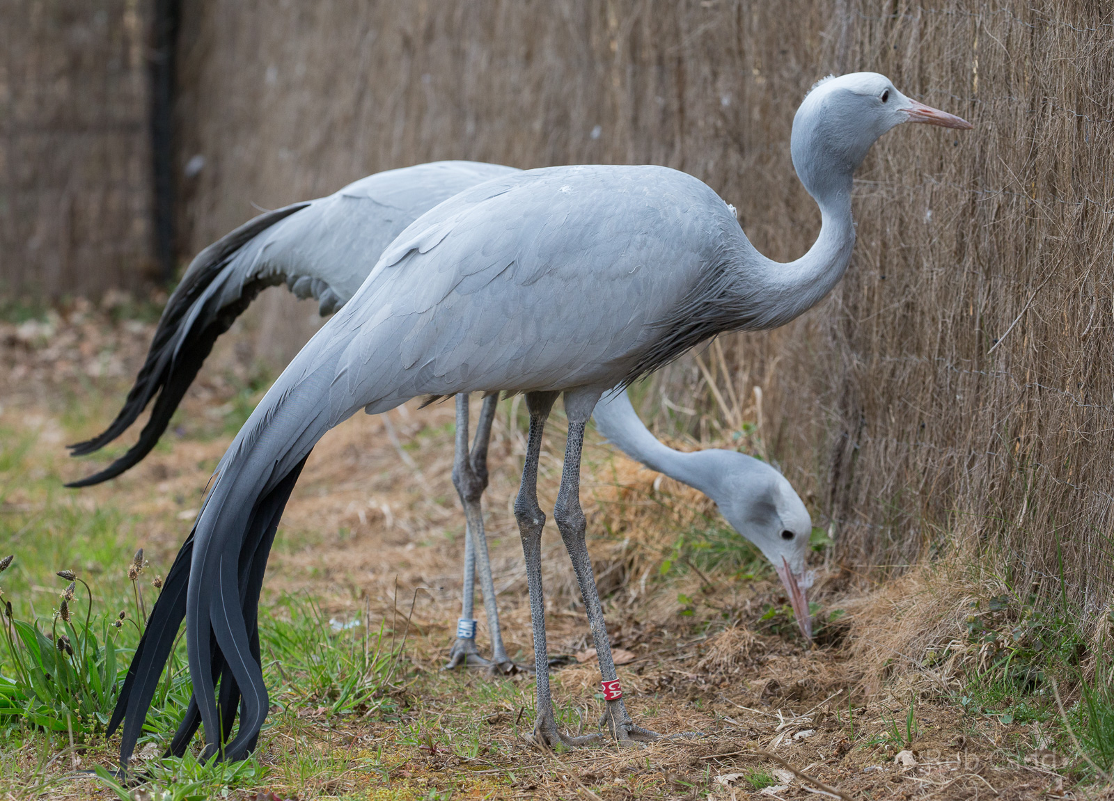 Blue crane : Cotswold WP : 21 Apr 2017