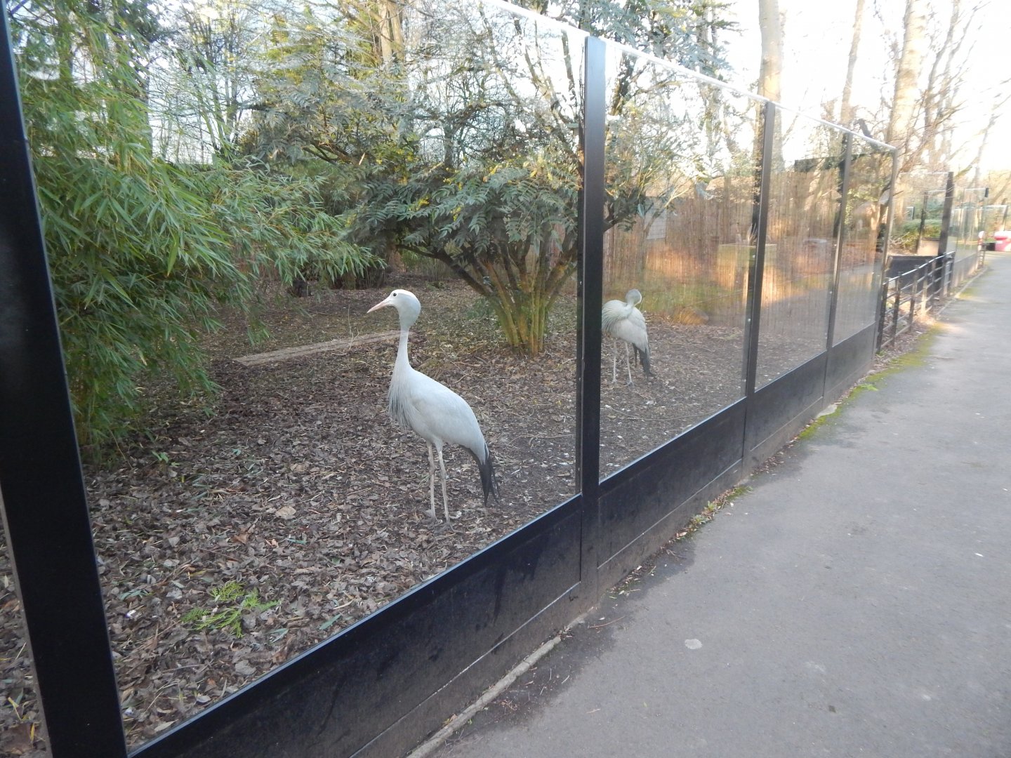Blue crane enclosure 260124