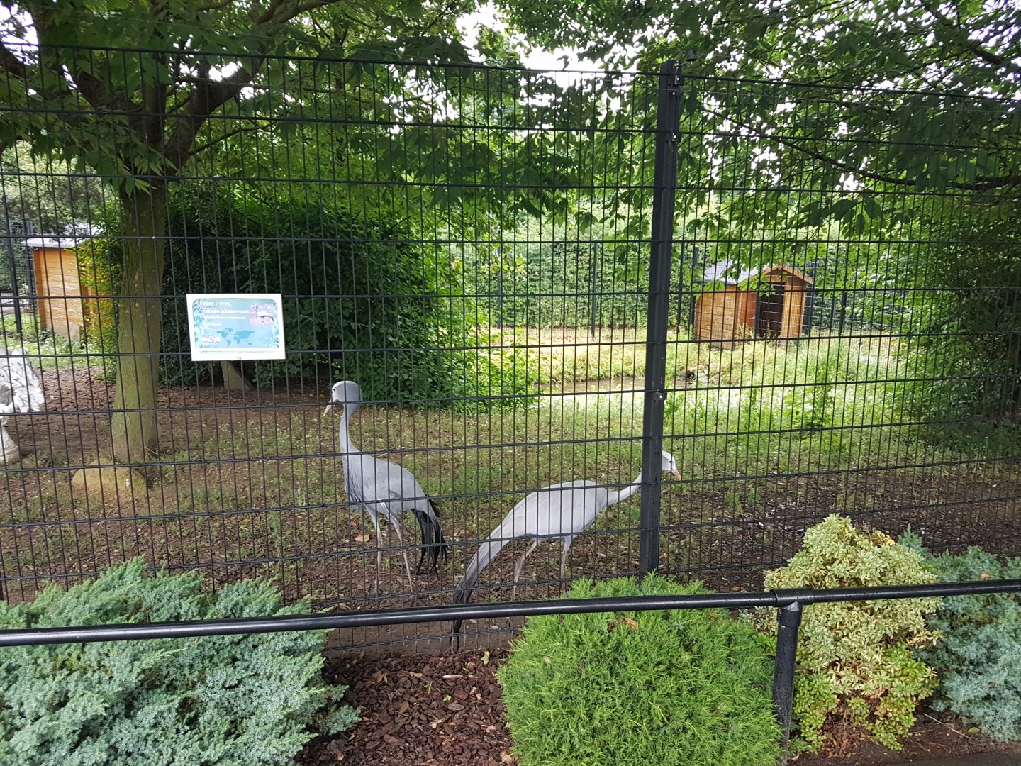 Blue crane-enclosure