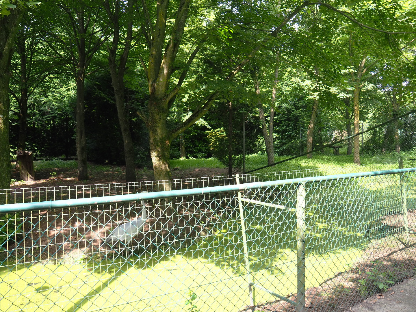 Blue crane exhibit, 2021-06-15