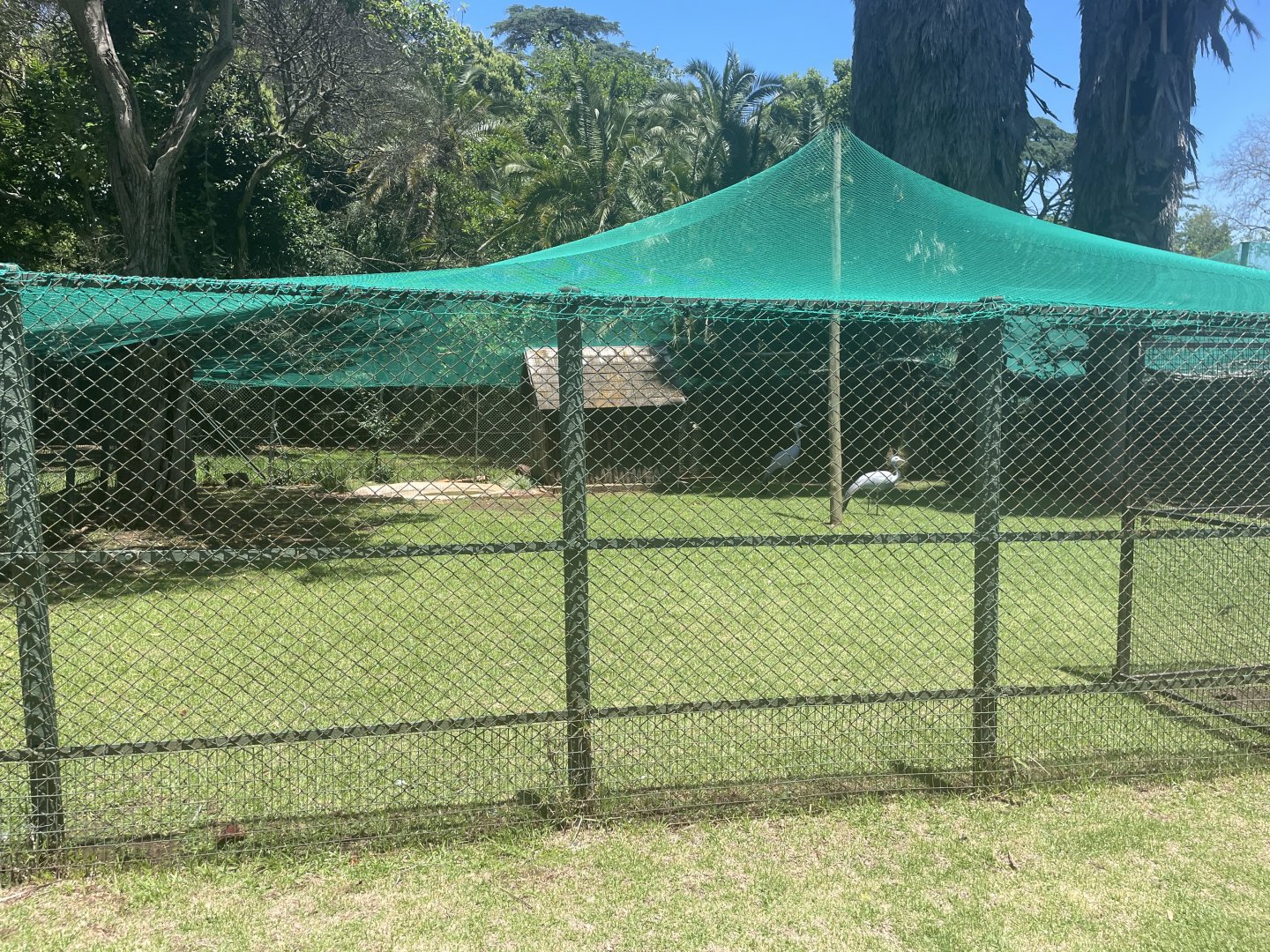 Blue Crane Exhibit (Anthropoides paradiseus)