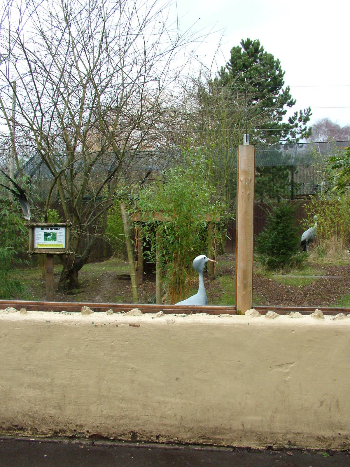 Blue Crane exhibit at Birmingham Nature Centre 28/02/10