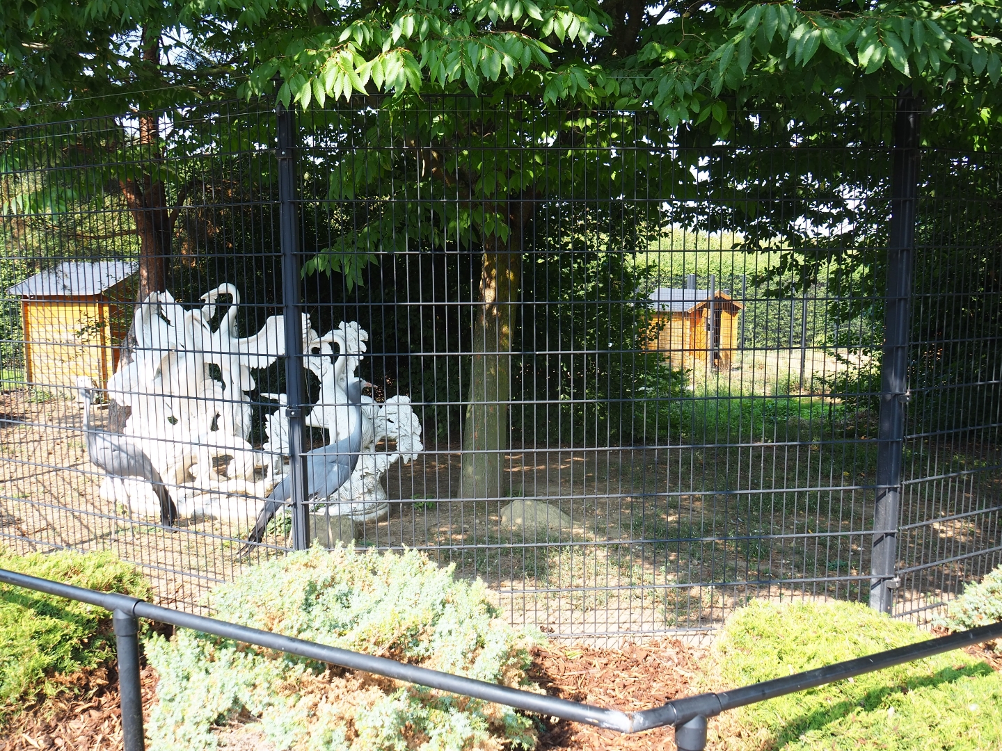 Blue crane exhibit (Aug 28th, 2018)