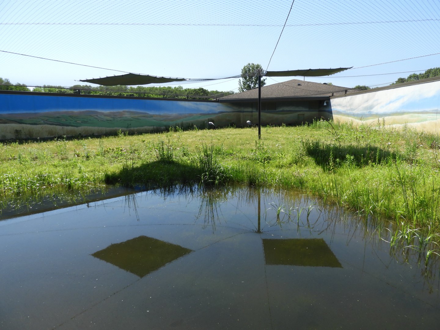 Blue Crane exhibit - Spirit of Africa