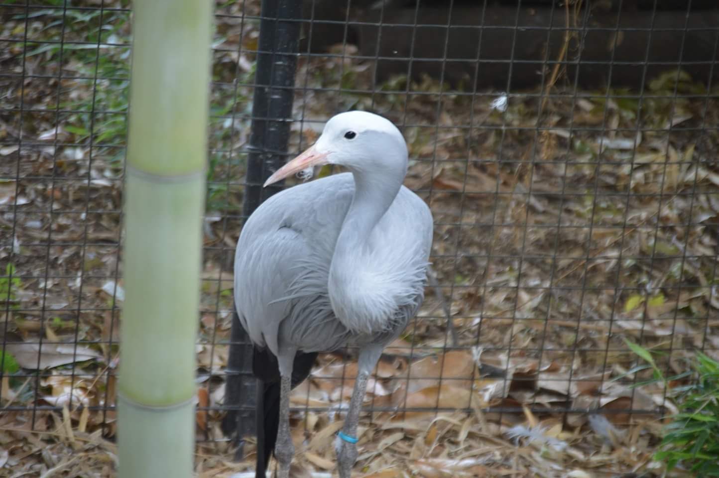 Blue Crane (Grus paradisea)