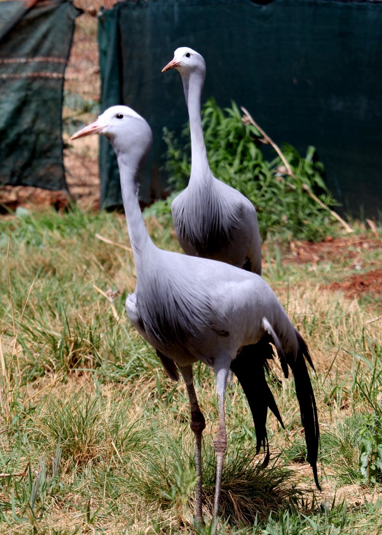 blue crane (Grus paradisea)