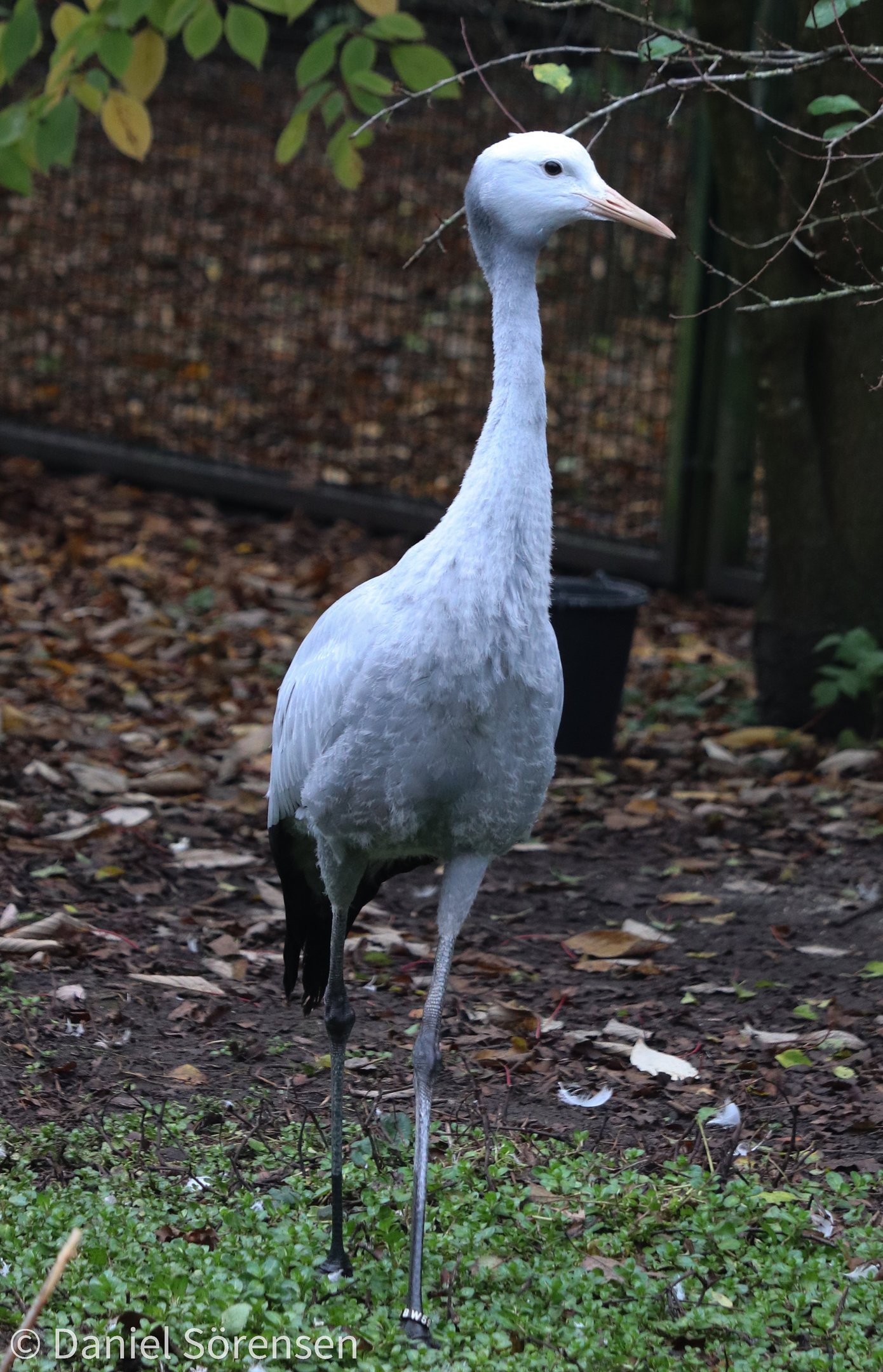 Blue crane (Grus paradisea)