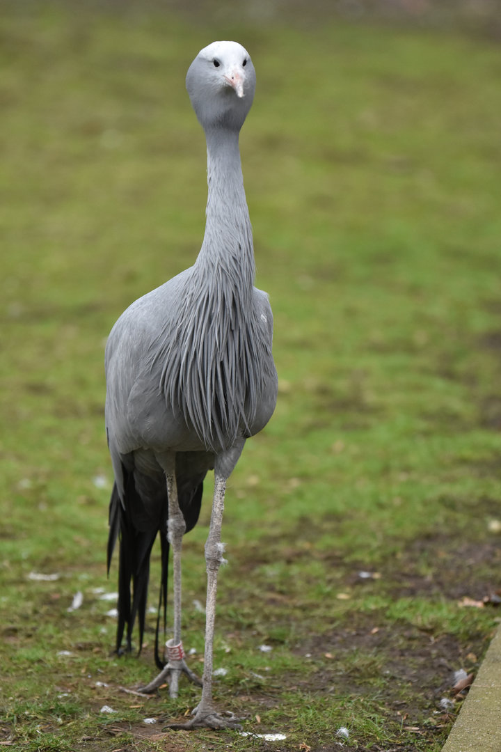 Blue Crane Grus paradisea