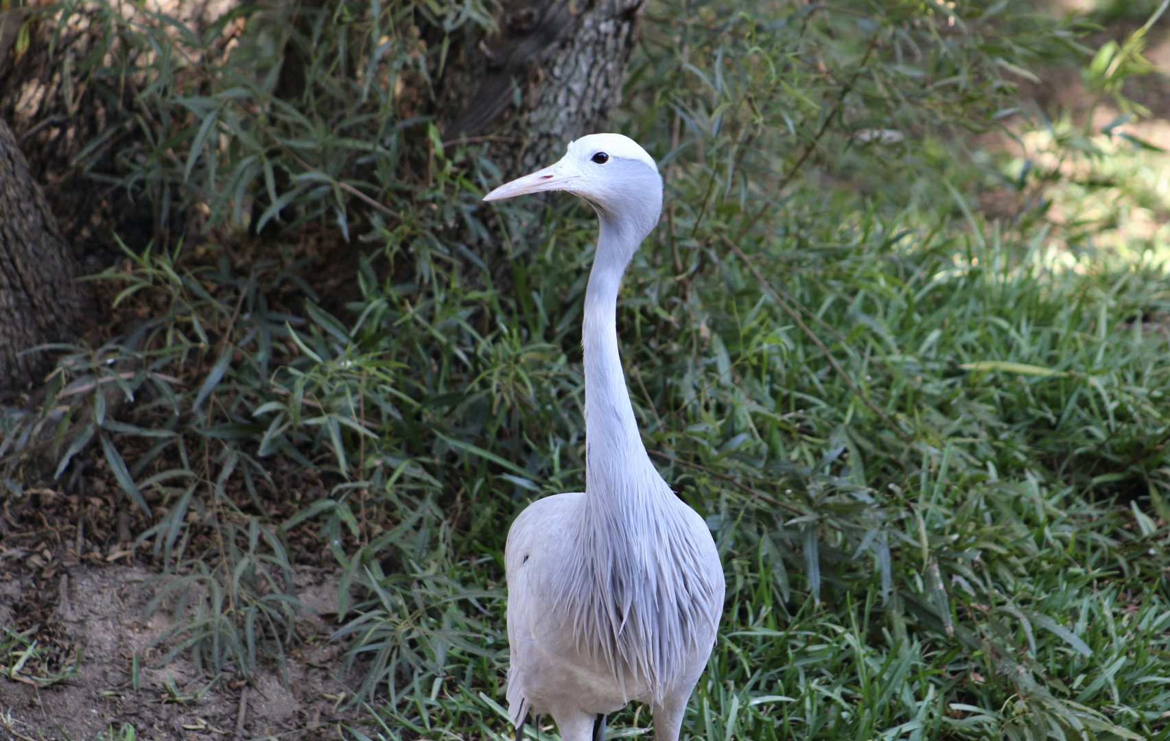 Blue Crane (Grus paradisea)