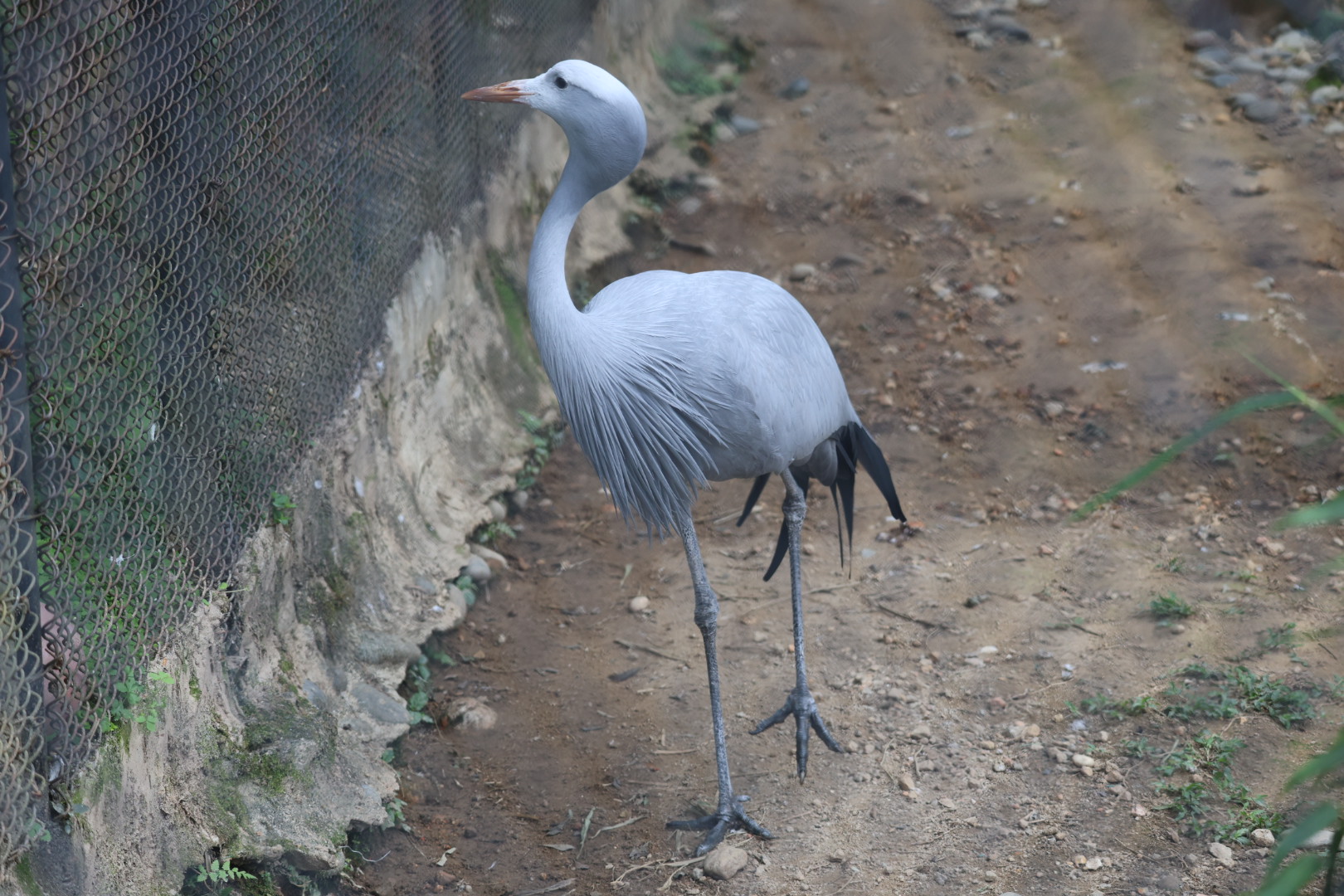 Blue crane (Grus paradisea)