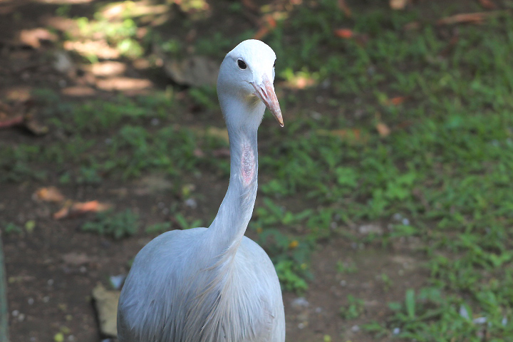 Blue crane (Grus paradisea)