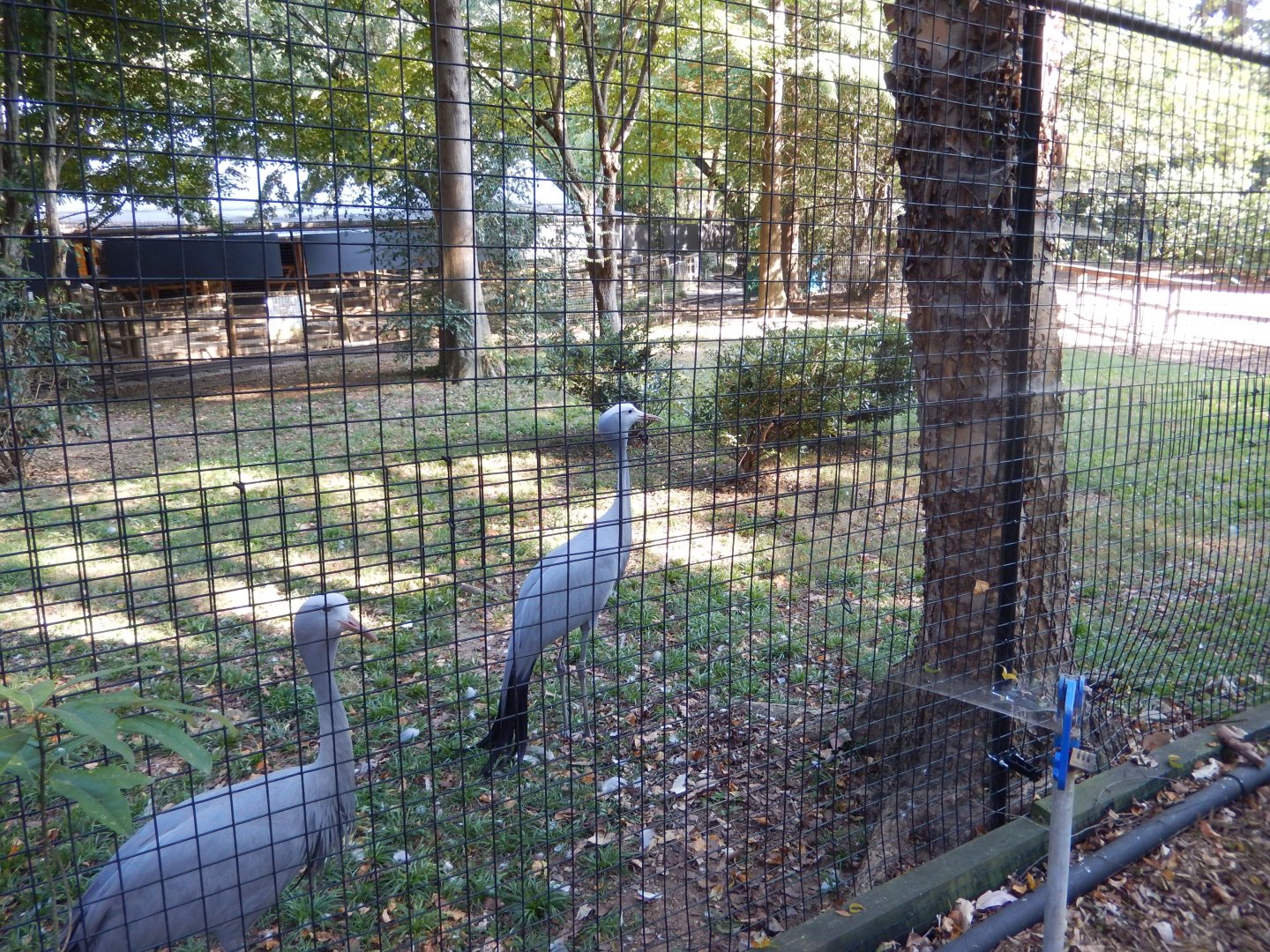 Blue Crane Habitat