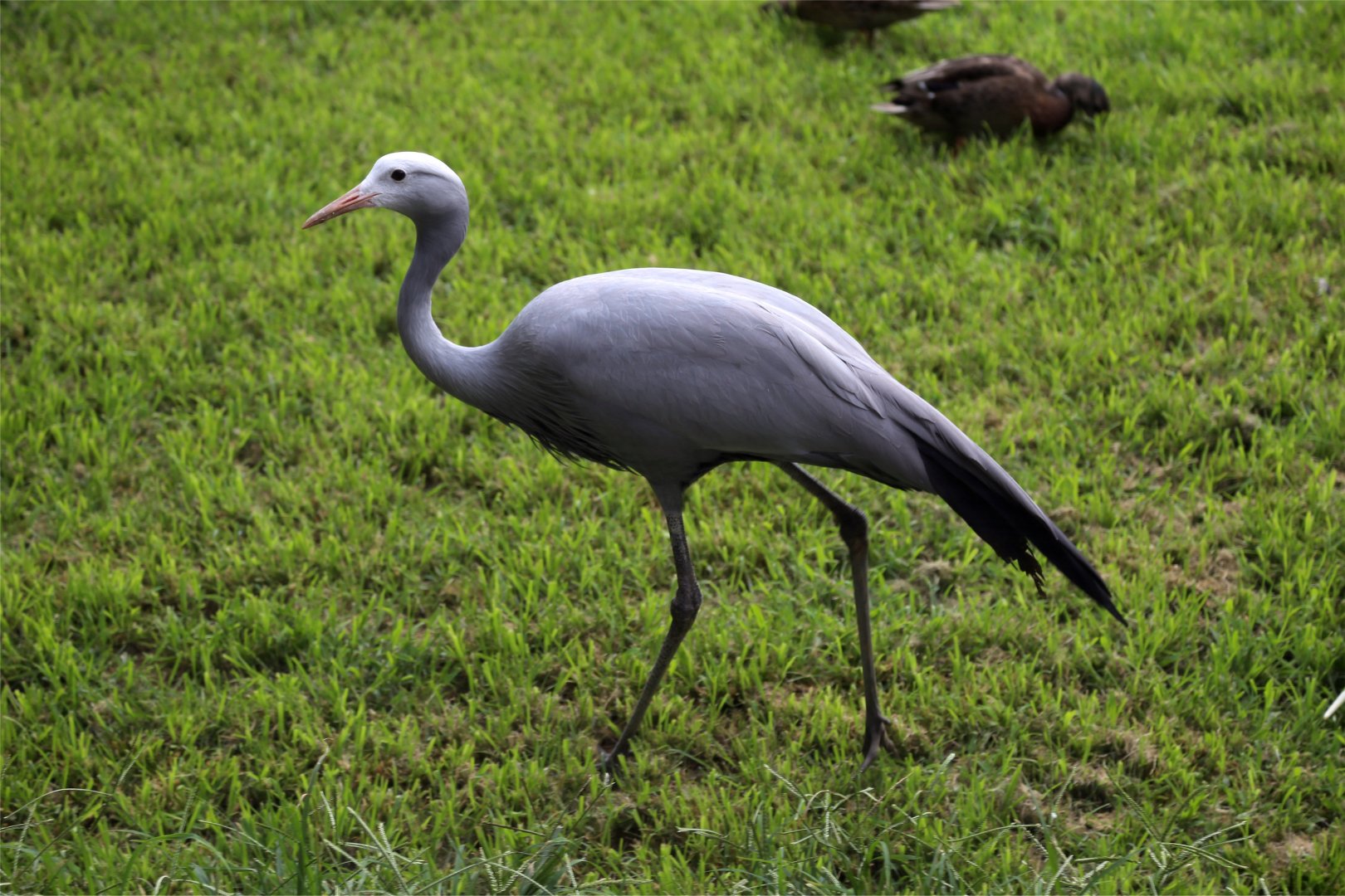 Blue Crane, July 2015