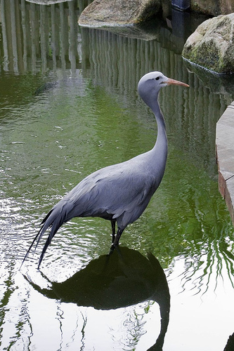 Blue Crane, Jurong BirdPark