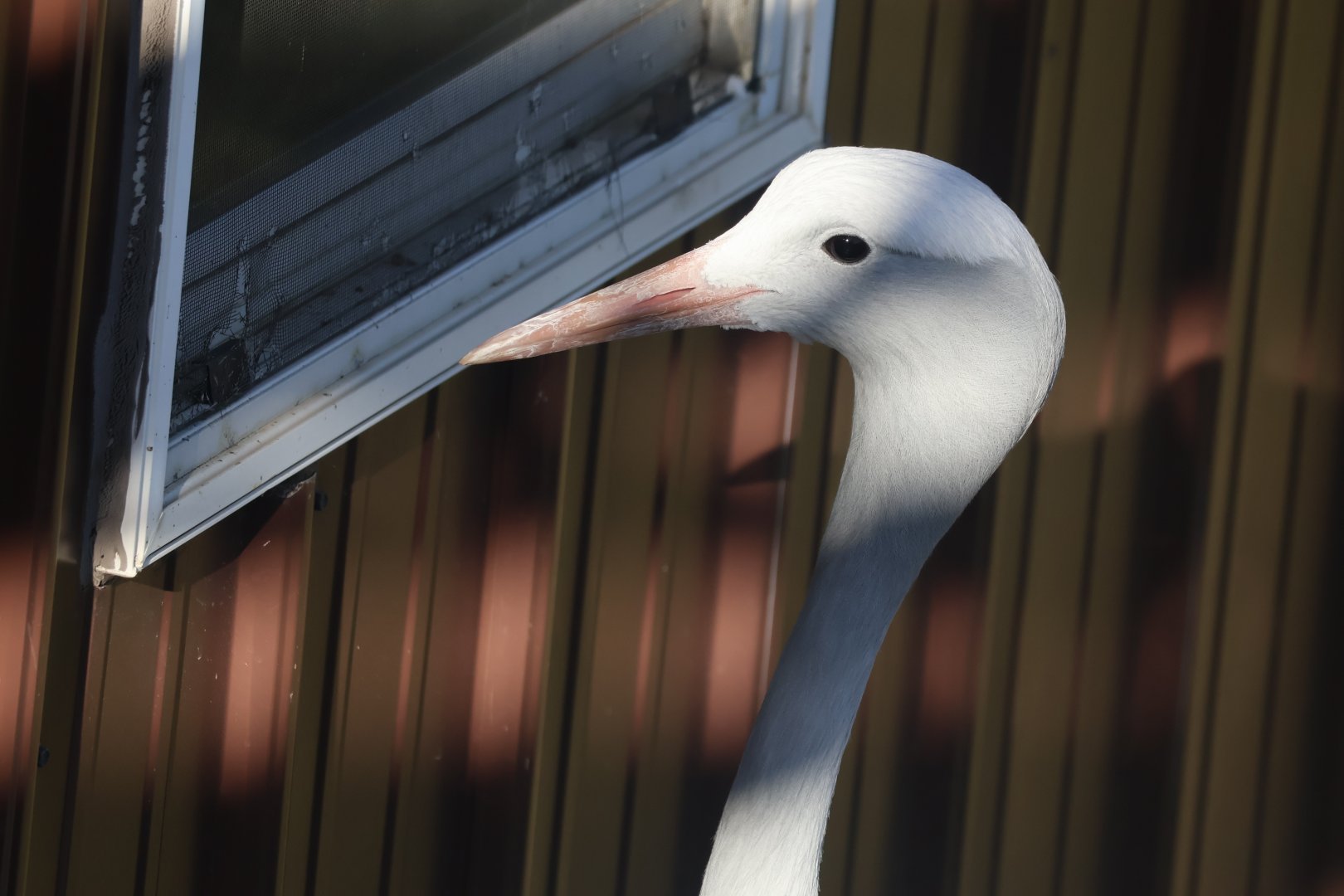 Blue Crane looking in window
