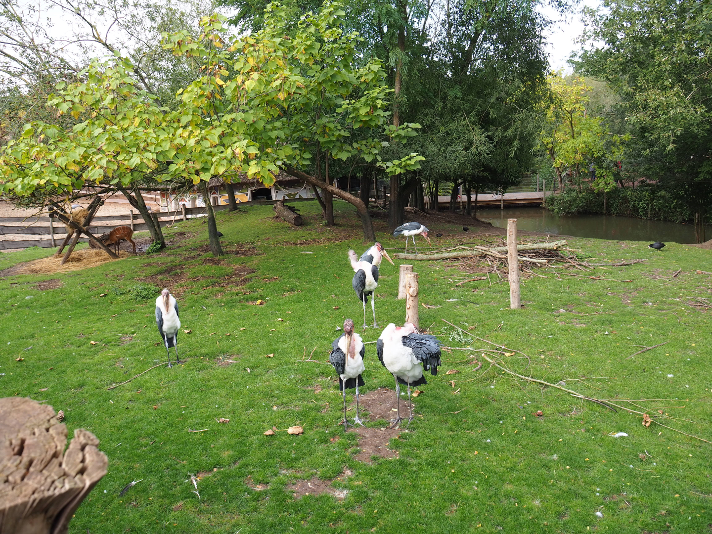 Blue crane, marabou and western sitatunga exhibit, 2019-10-04