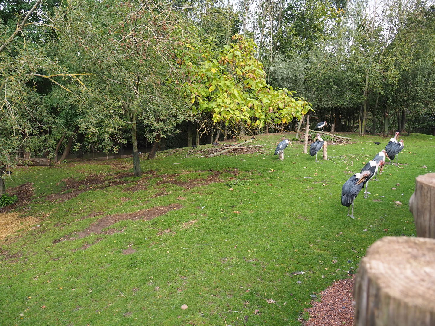 Blue crane, marabou and western sitatunga paddock, 2019-10-04