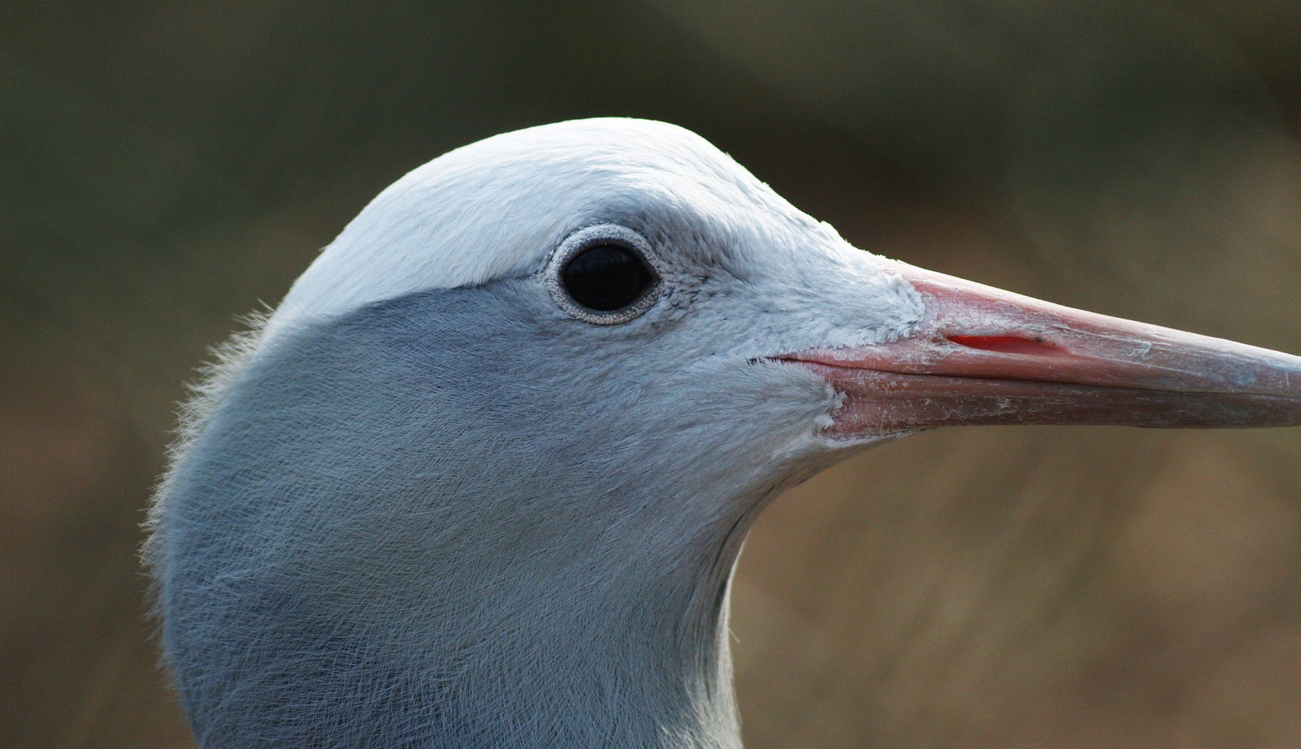Blue crane or Stanley crane (Anthropoides paradisea), 2009-03-01