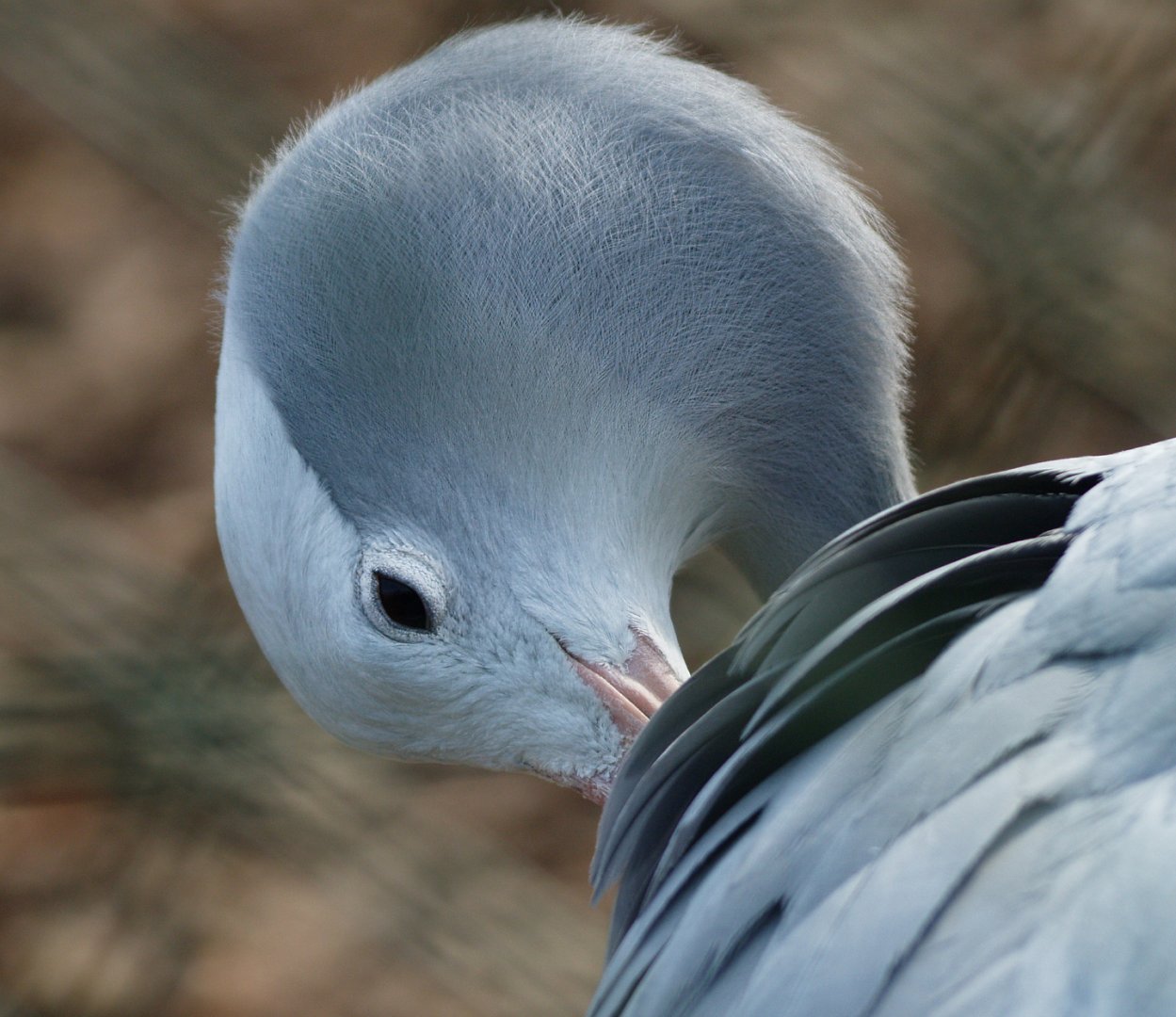Blue crane or Stanley crane (Anthropoides paradisea), 2009-03-01