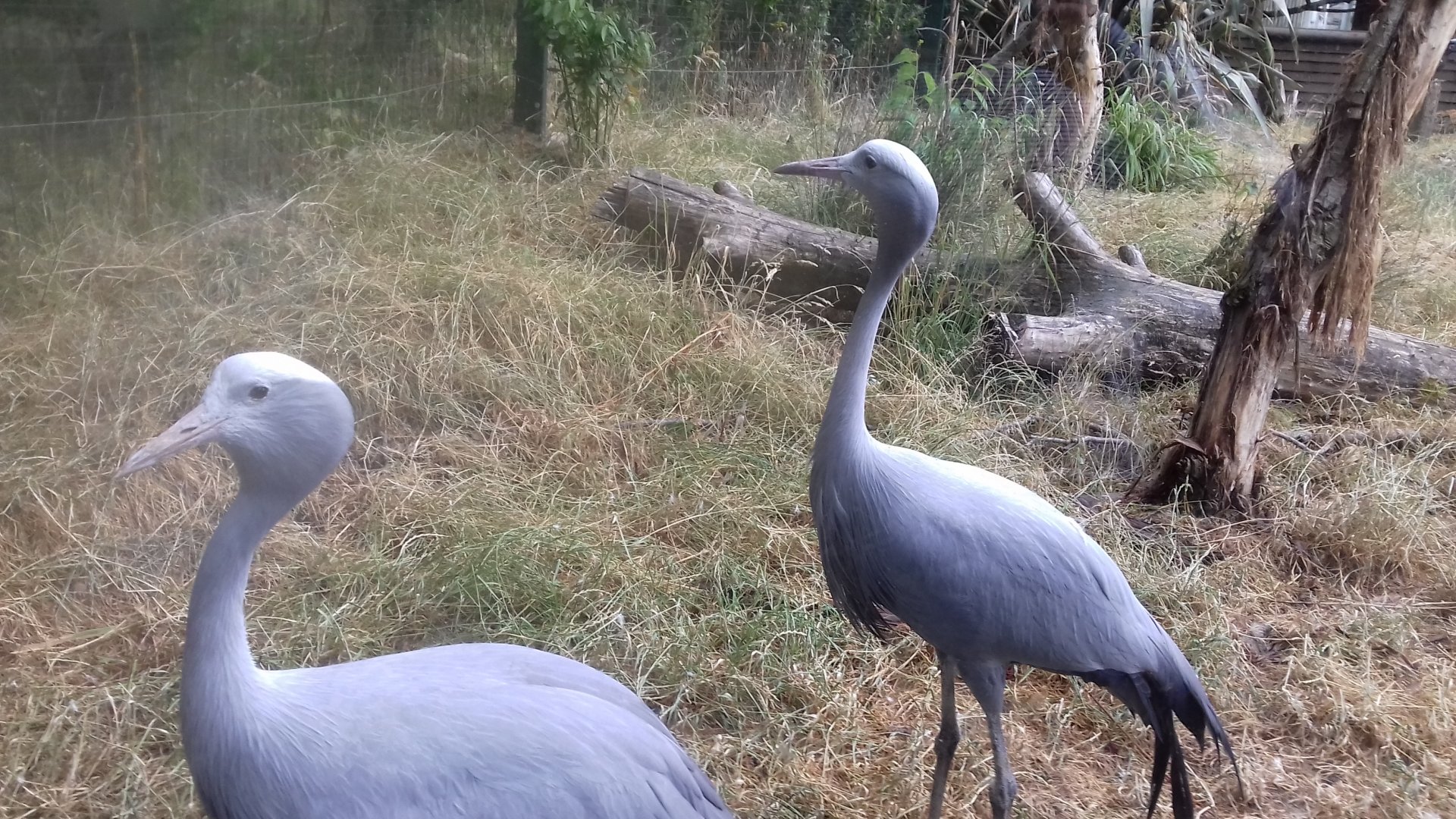 Blue crane pair