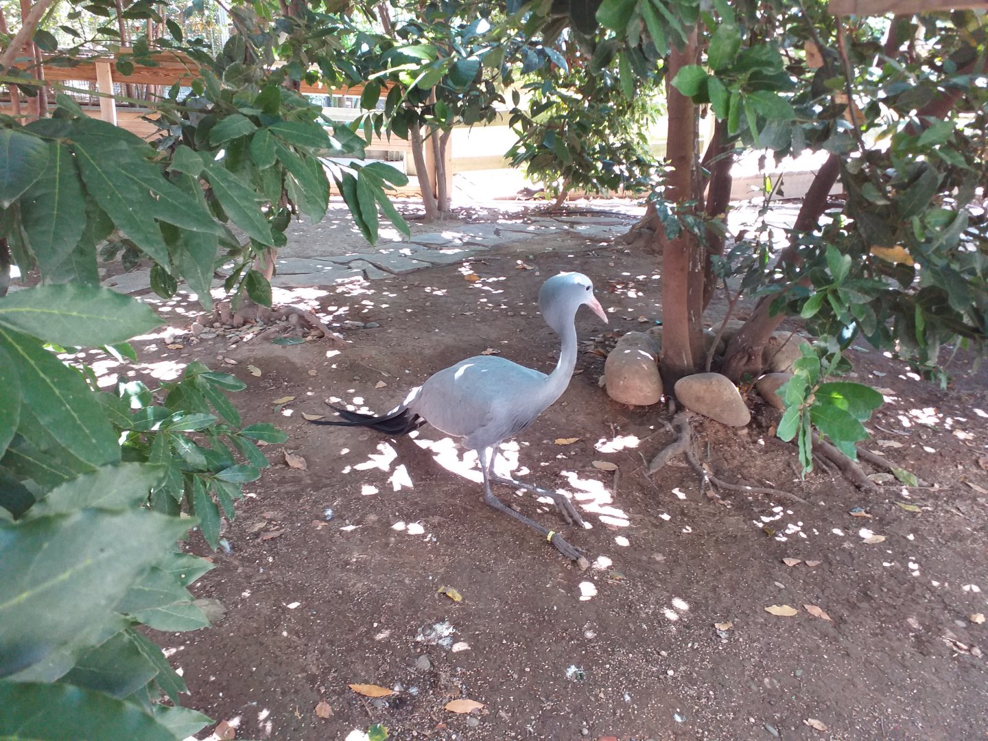 Blue crane -Sendaviva (2020)