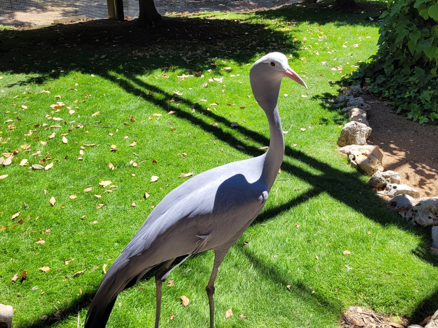 Blue crane -Sendaviva (2024)