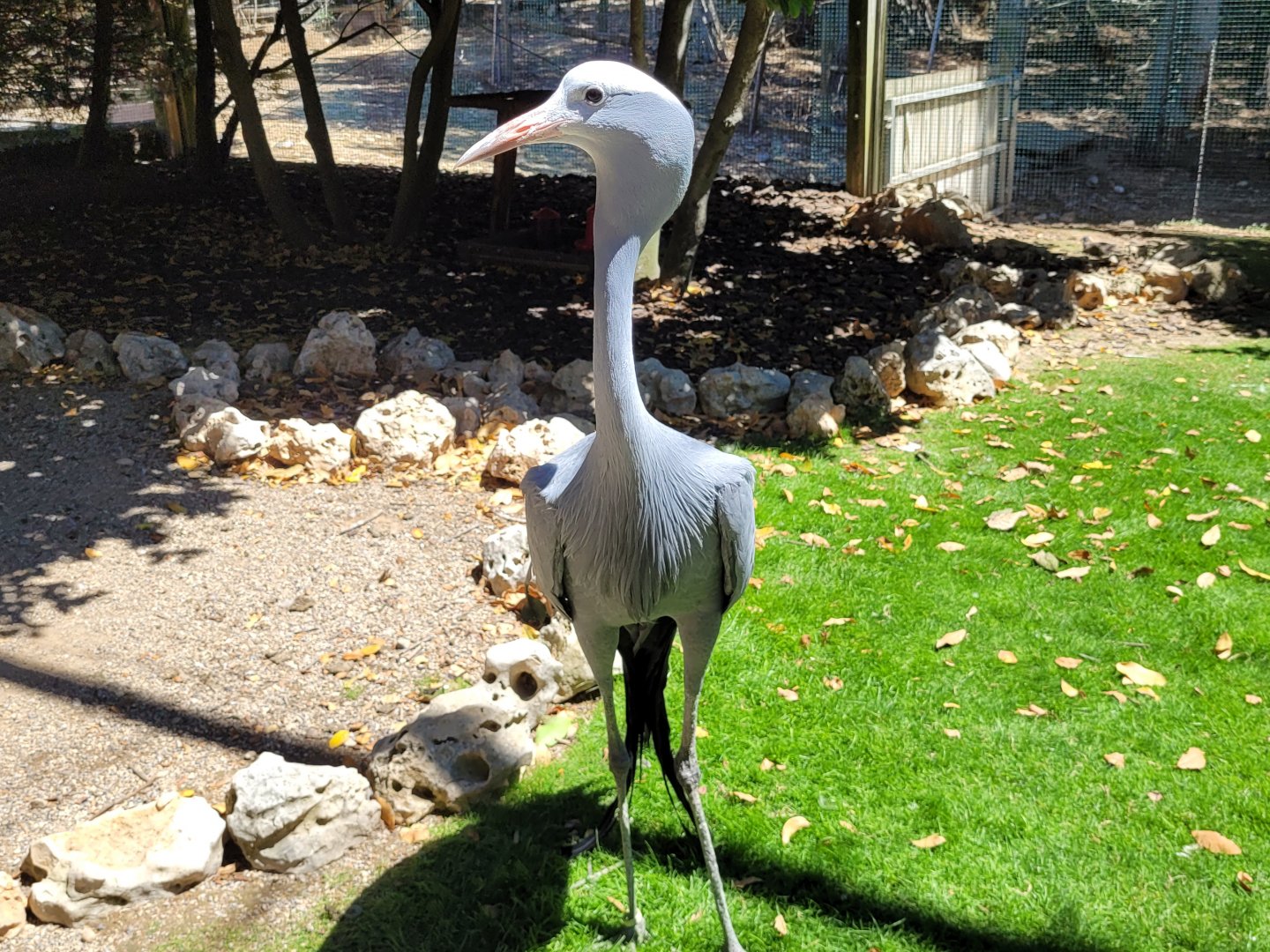 Blue crane -Sendaviva (2024)