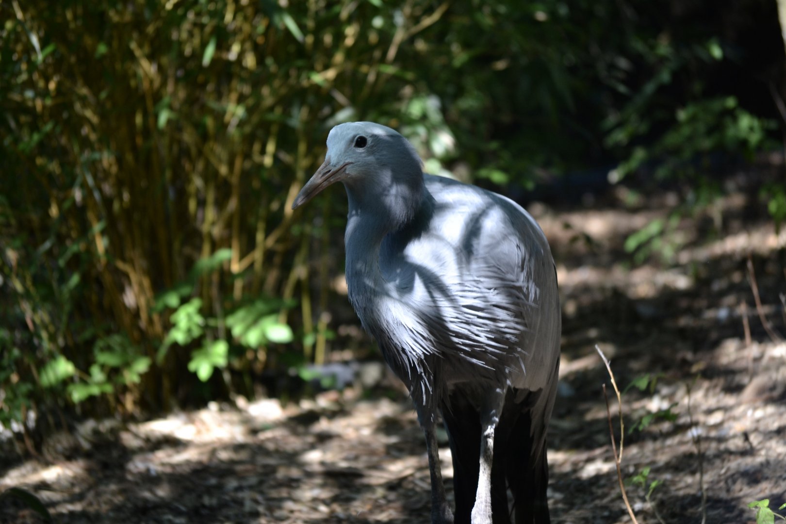 Blue Crane - September 2020