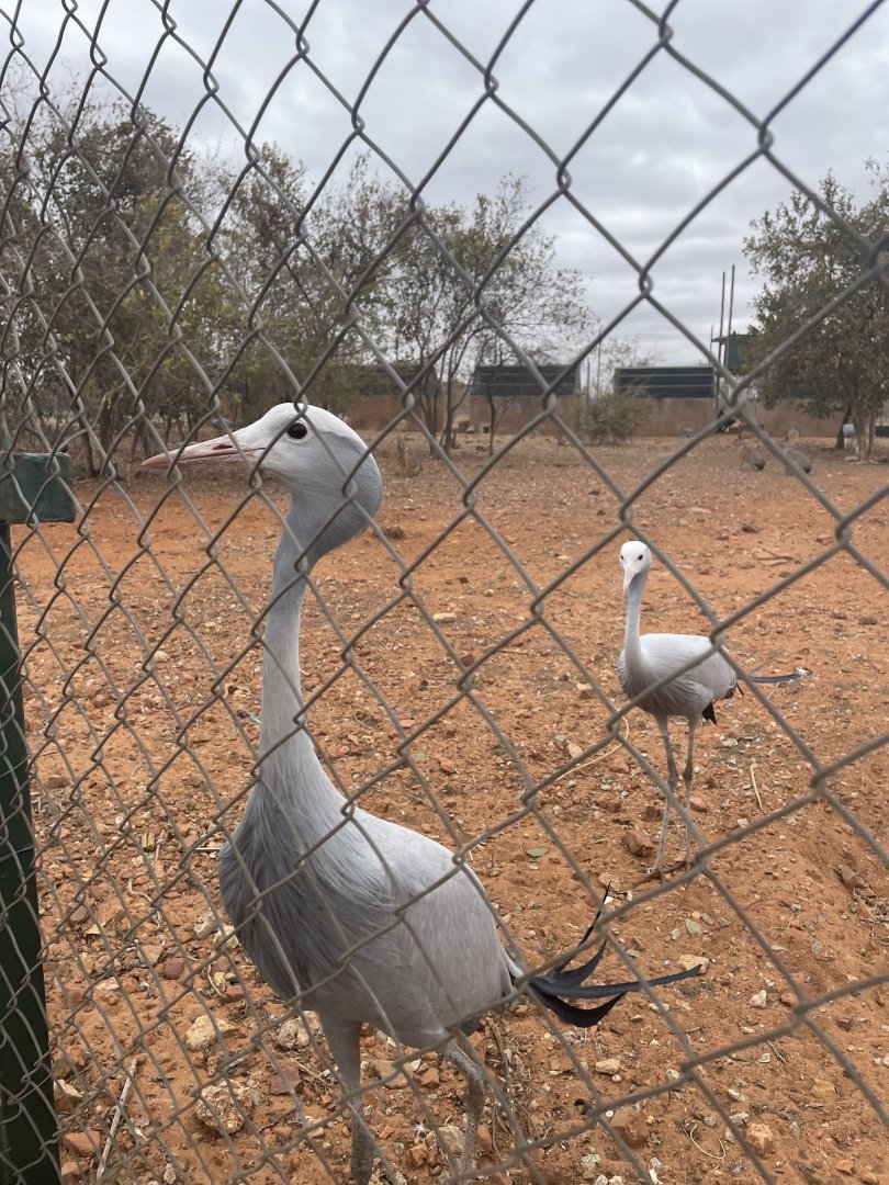 Blue Crane viewed from Parking-lot