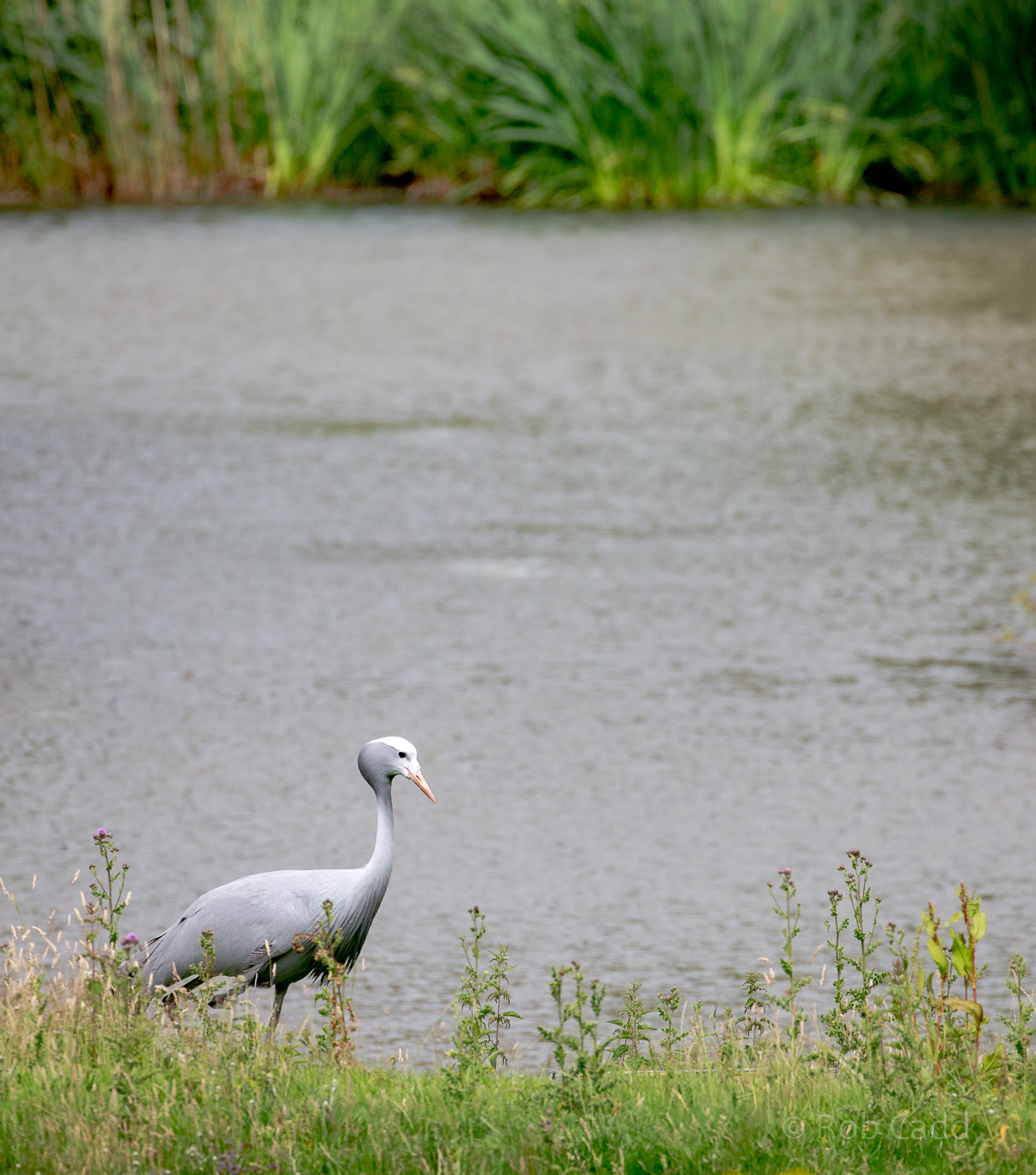 Blue crane : Whipsnade : 29 Jun 2020