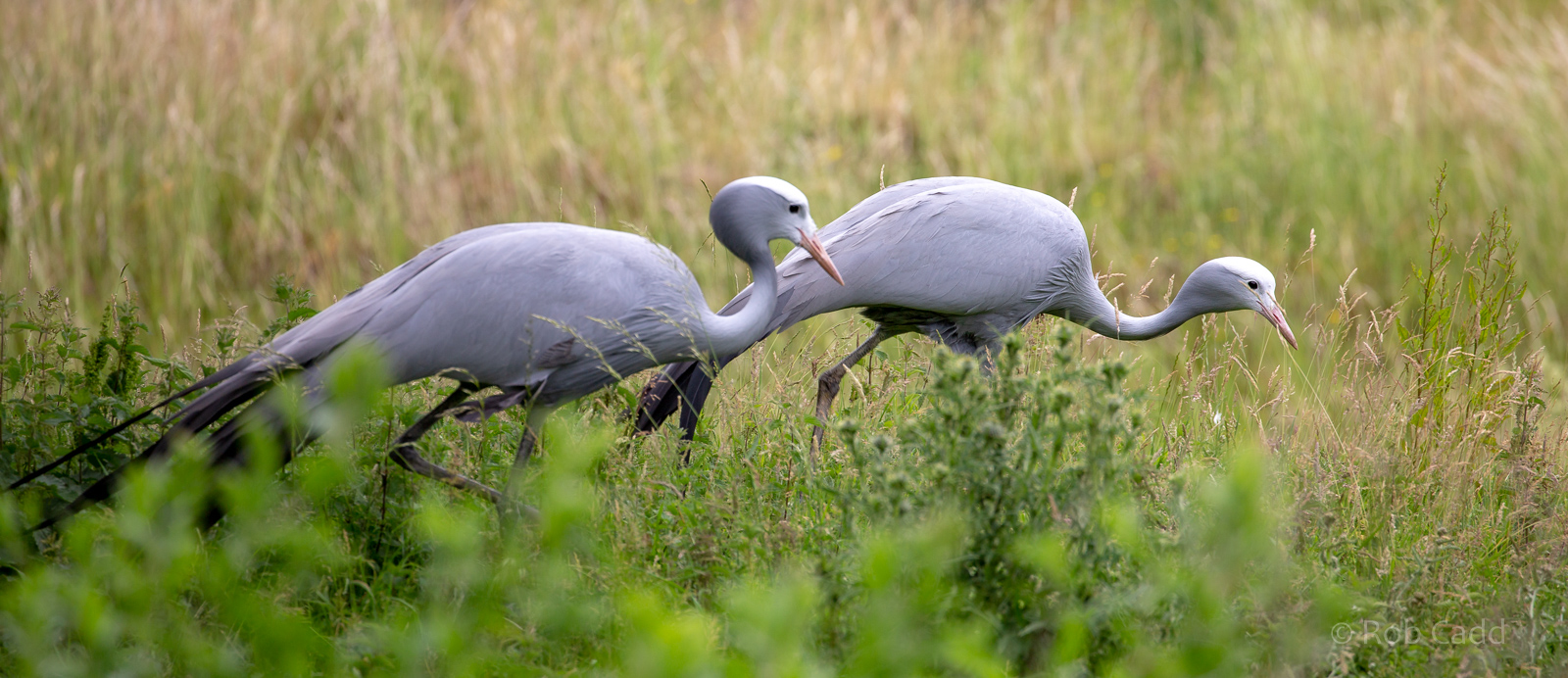 Blue crane : Whipsnade : 29 Jun 2020