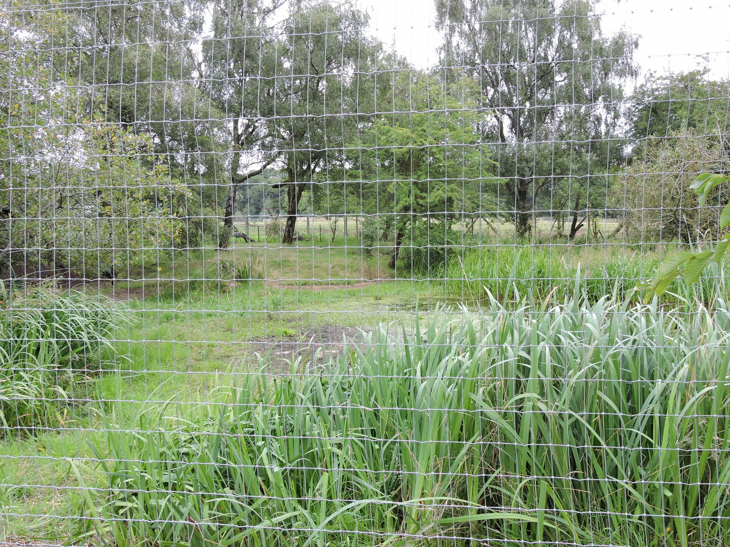 Blue Crane & White Stork Enclosure