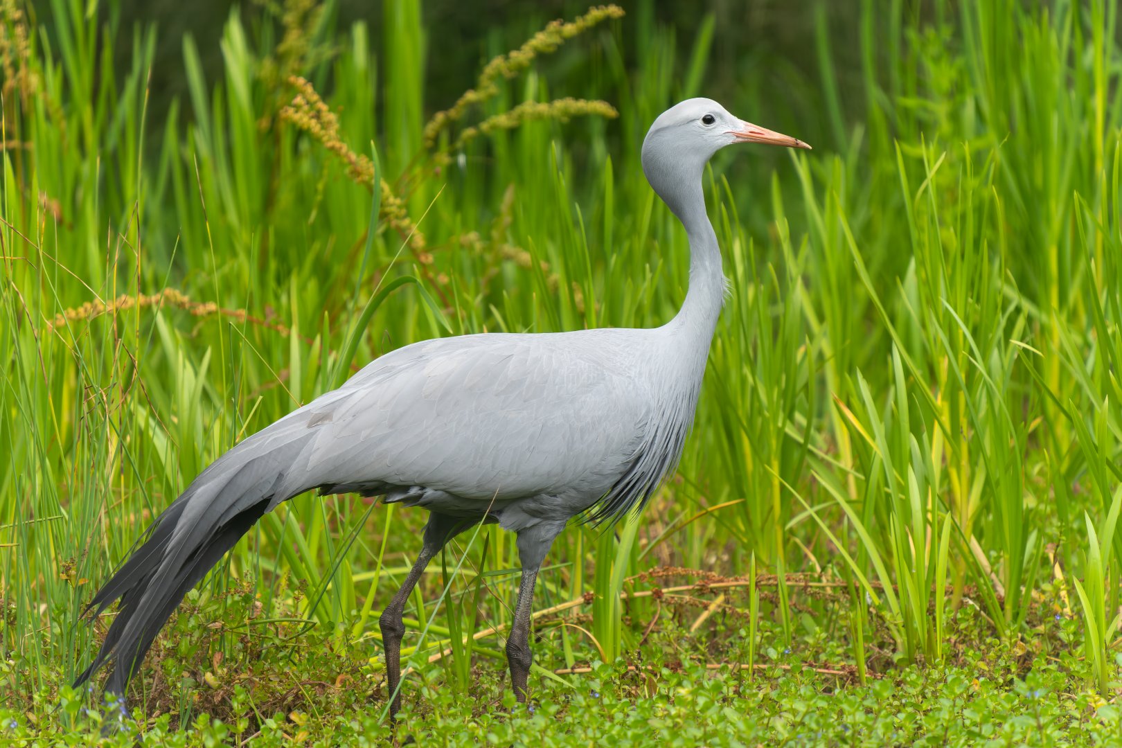Blue crane, ZSL Whipsnade, UK