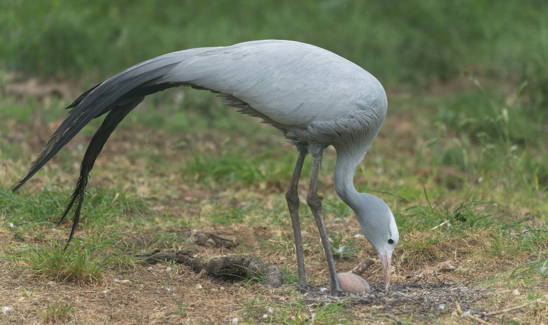 Blue Crane, ZSL Whipsnade, UK