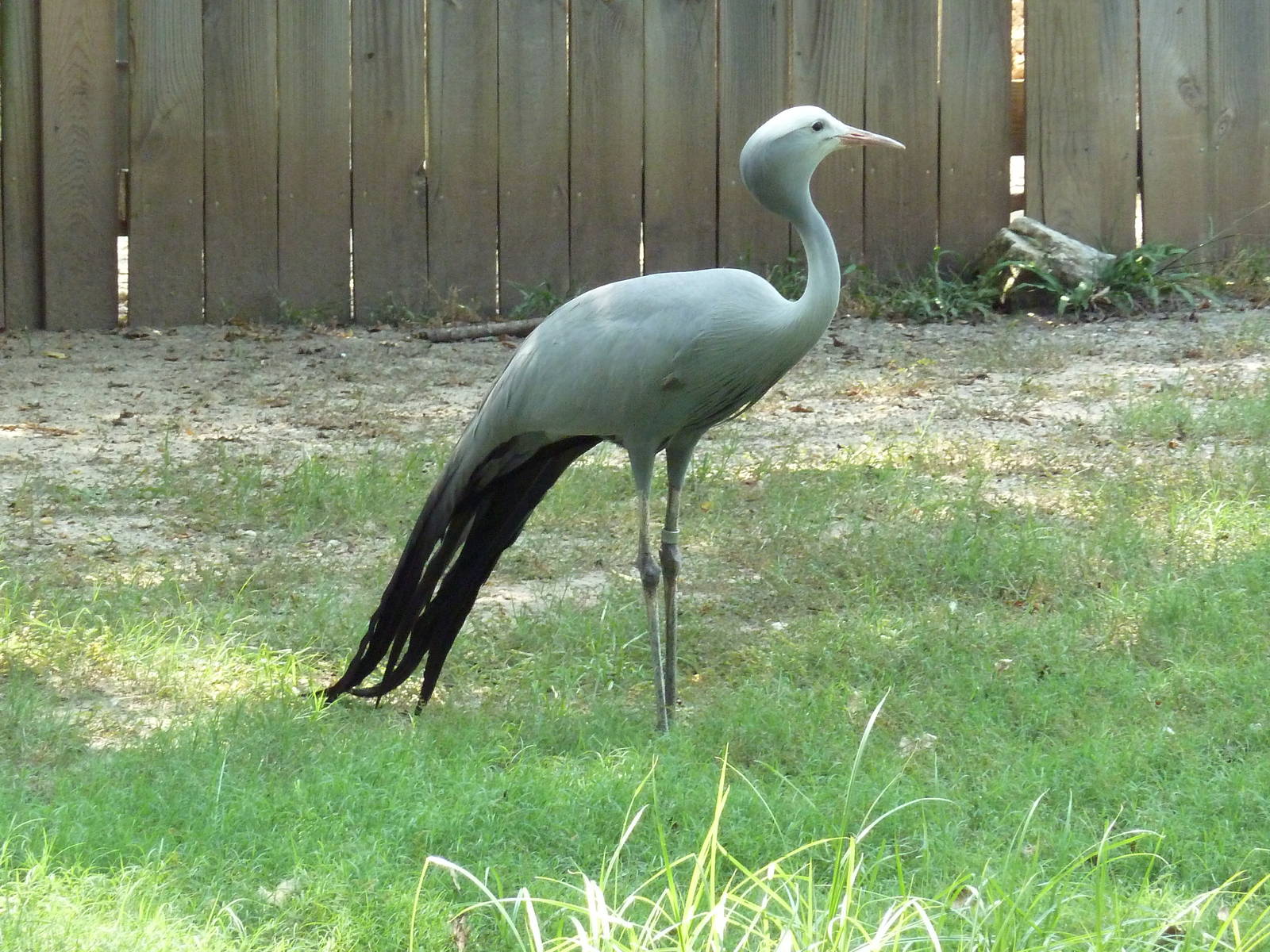 Blue Crane.