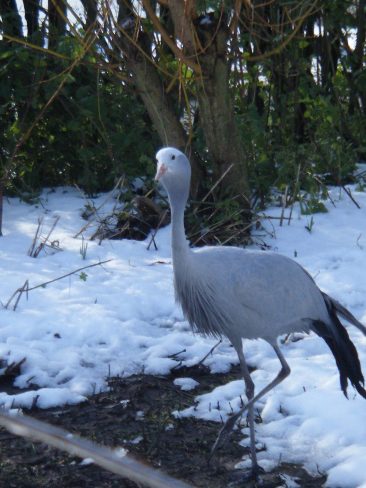 Blue Crane