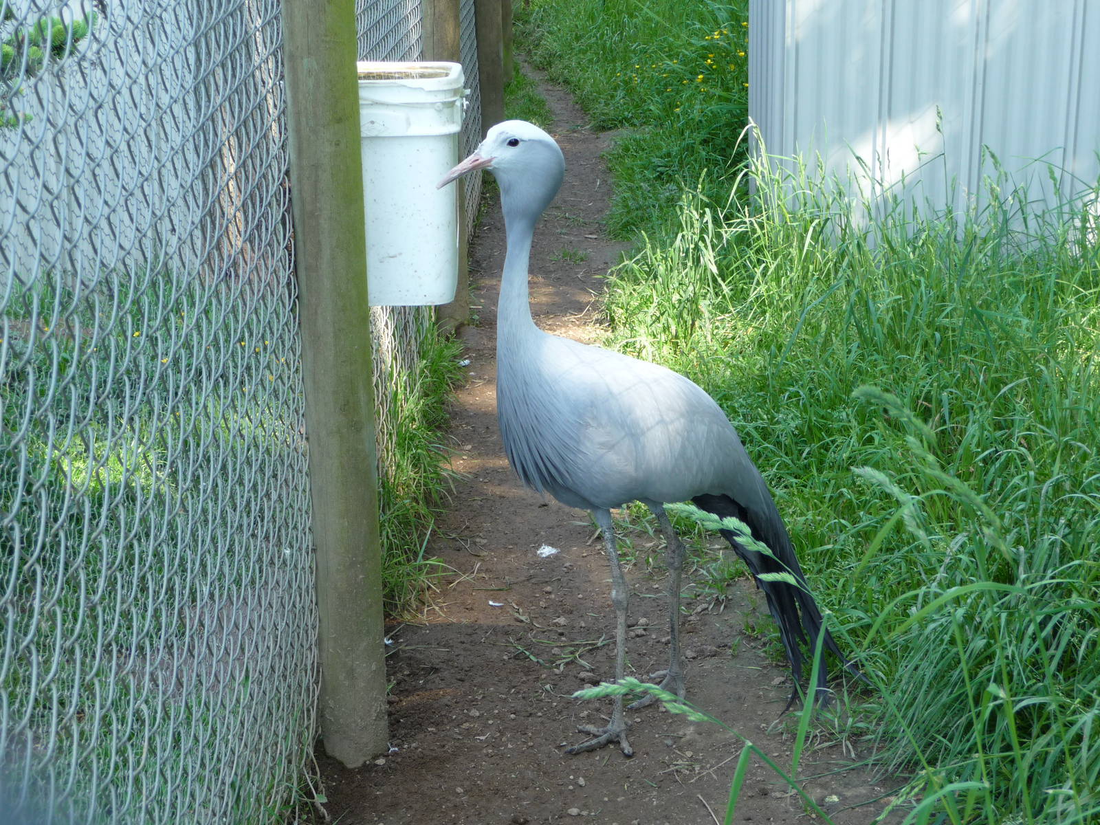 Blue Crane