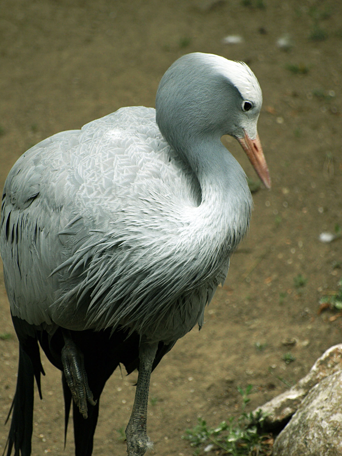 Blue Crane