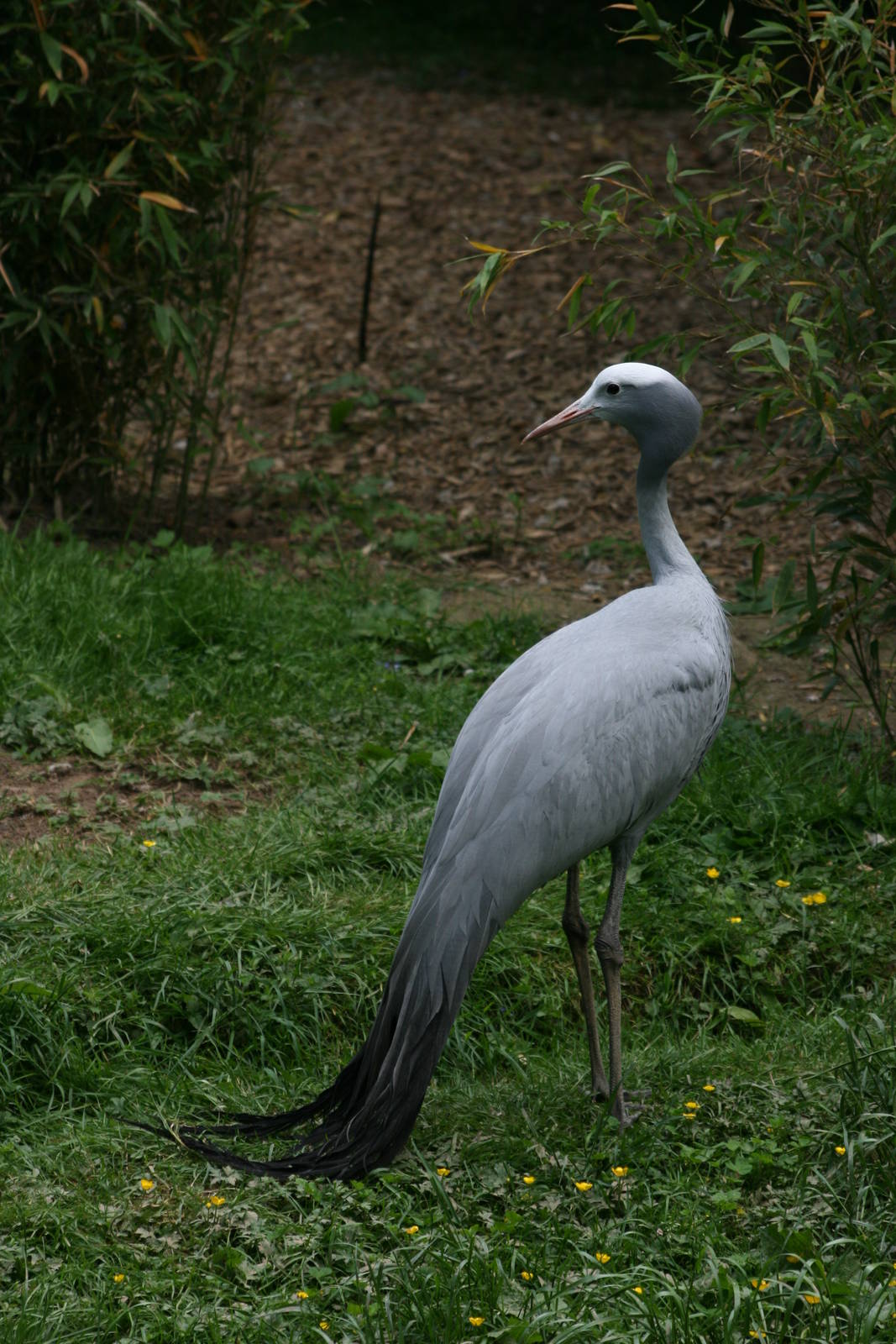 Blue Crane