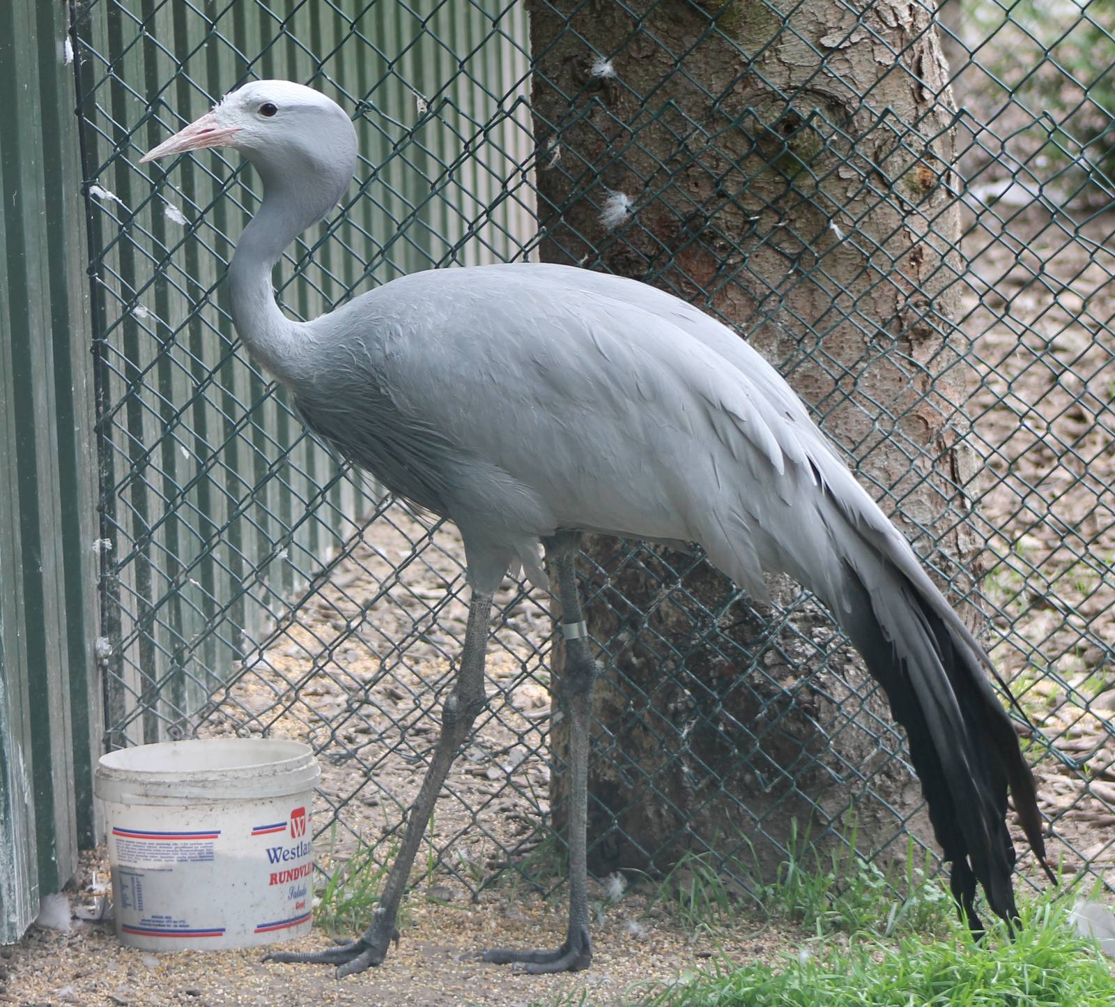 Blue crane