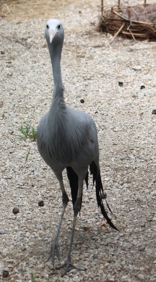 Blue crane