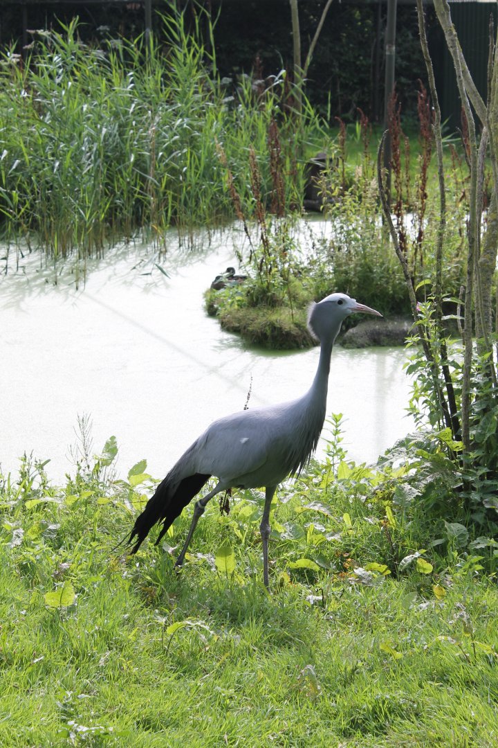 Blue crane