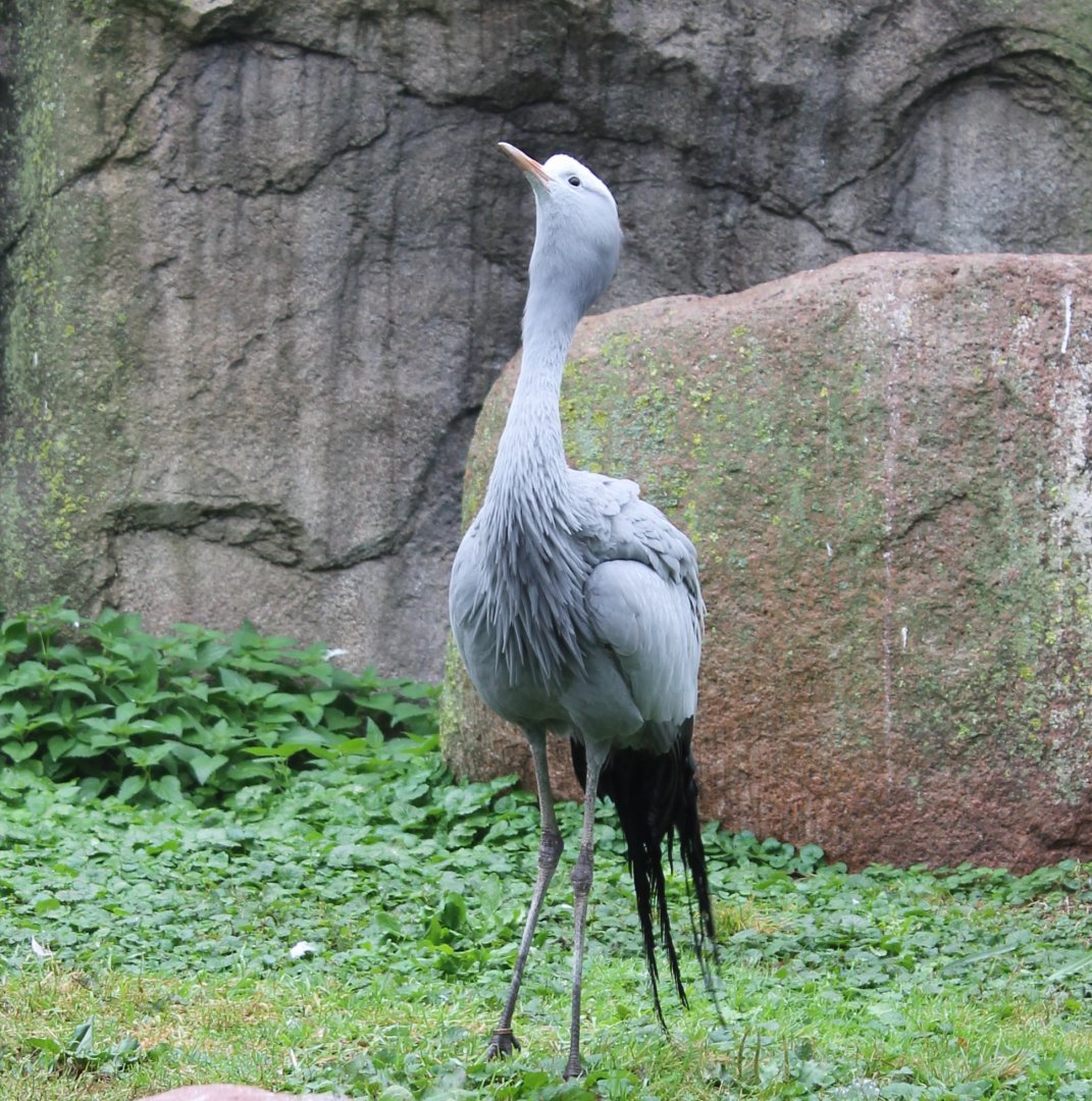 Blue crane