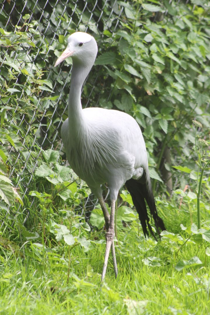 Blue crane