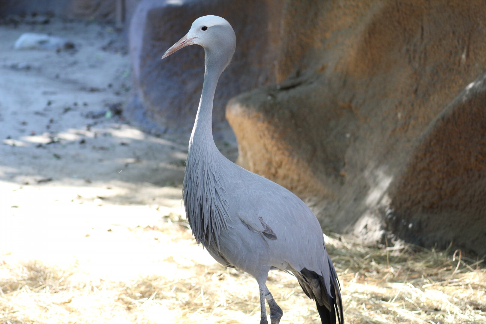 Blue Crane